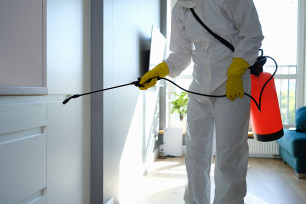 Best Mold Damage Repair  in Lealman, FL