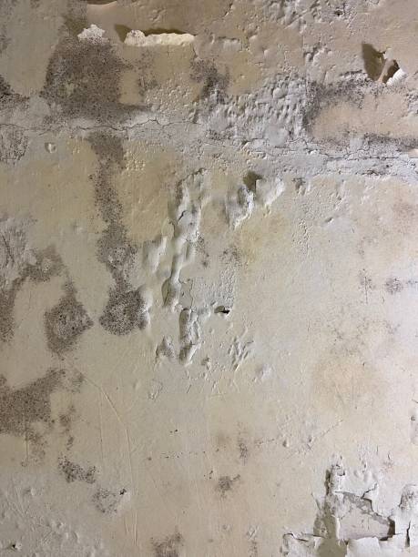 Best Mold Damage Repair  in Lealman, FL